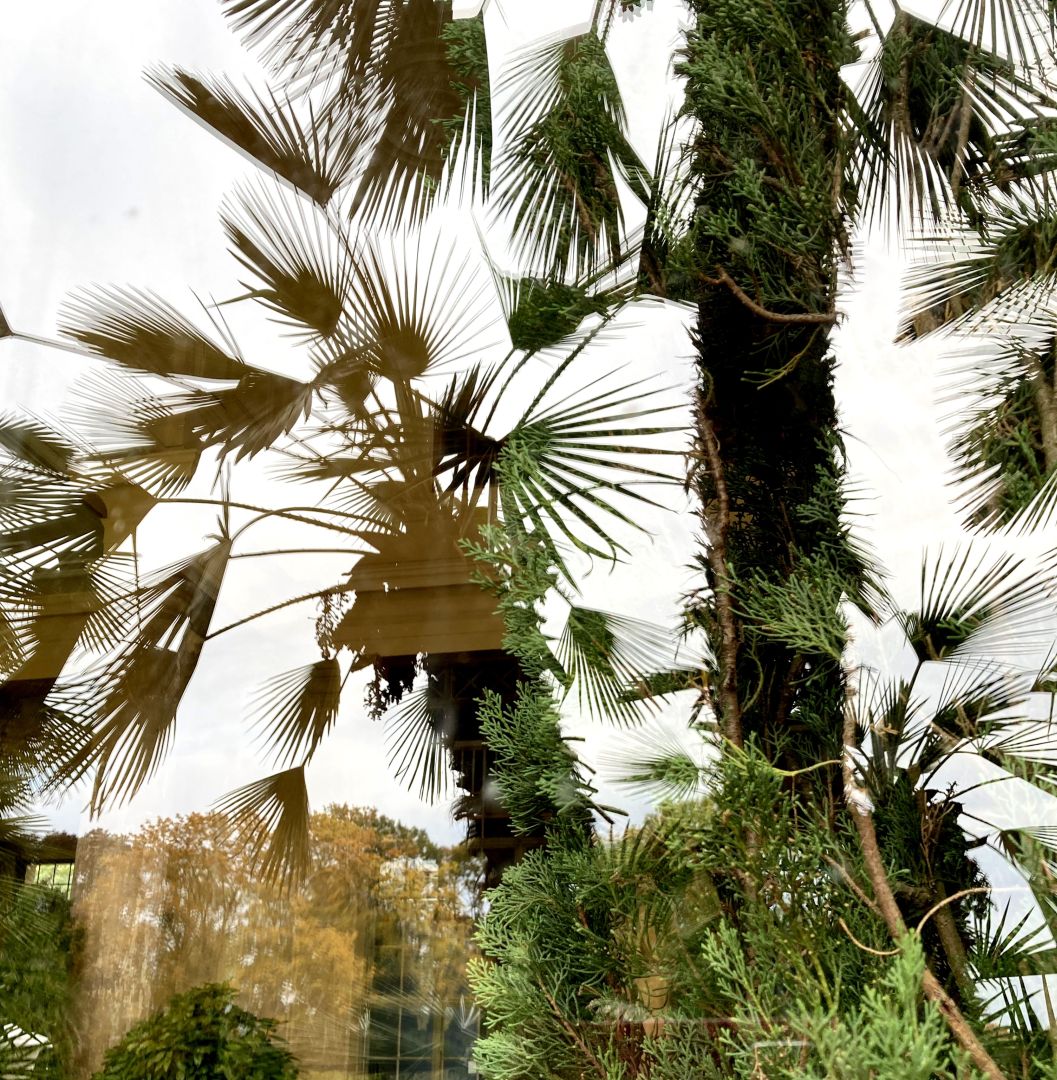 schattenriss-palme